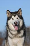 ALASKAN MALAMUTE 843
